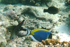 Kugelkopf-Papageifisch-Weibchen_adult-Malediven-2013-01