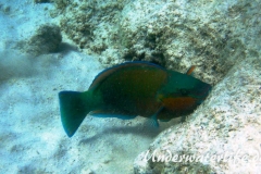 Kugelkopf-Papageifisch_adult-Marsa alam-2012-1