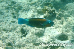 Kugelkopf-Papageifisch_adult-Marsa alam-2012-2