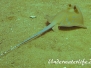 Kuhls Stechrochen (Neotrygon kuhlii)