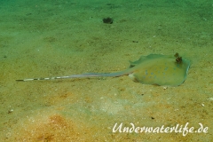 Kuhls Stechrochen_adult-Thailand-2017-011