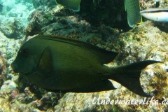 Laengsstreifen-Borstenzahndoktorfisch_adult-Malediven-2013-01