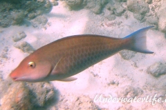 Langnasen-Papageifisch_adult-Malediven-2013-01