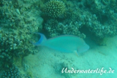 Langnasen-Papageifisch_adult-Marsa alam-2012-1