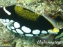 Leoparden-Drückerfisch (Balestoides conspicillum)
