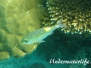  Leuchtfleck-Straßenkehrer (Gnathodentex aurolineatus)