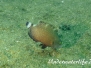 Lippfisch (Cheilinus chlorourus)