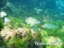  Mahagony-Schnapper (Lutjanus mahogoni)
