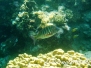  Mahsena-Straßenkehrer (Lethrinus mahsena)
