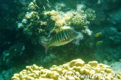 Mahsena-Straßenkehrer_adult-Marsa alam-2012-1