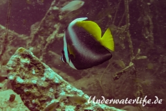 Malayen-Wimpelfisch_adult-Thailand-2017-001