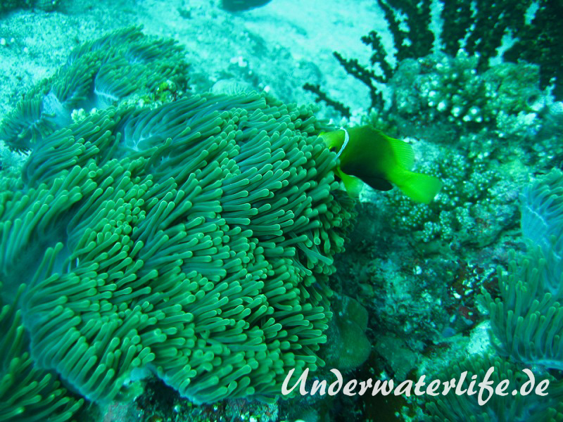 Malediven-Anemonenfisch_adult-Malediven-2013-05