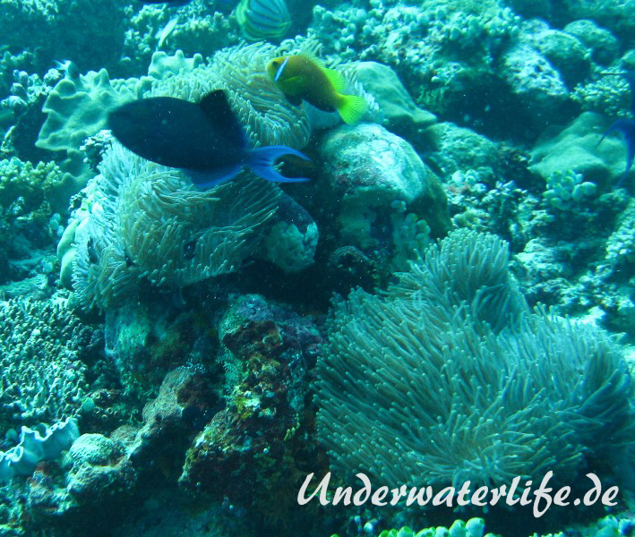 Malediven-Anemonenfisch_adult-Malediven-2013-07