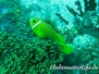 Malediven-Anemonenfisch (Amphiprion nigripes)