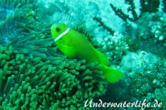 Malediven-Anemonenfisch_adult-Malediven-2013-01