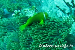Malediven-Anemonenfisch_adult-Malediven-2013-02