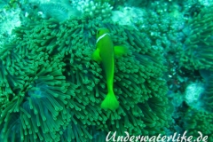 Malediven-Anemonenfisch_adult-Malediven-2013-03