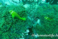 Malediven-Anemonenfisch_adult-Malediven-2013-04