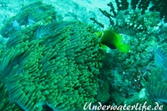Malediven-Anemonenfisch_adult-Malediven-2013-05