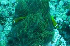 Malediven-Anemonenfisch_adult-Malediven-2013-06