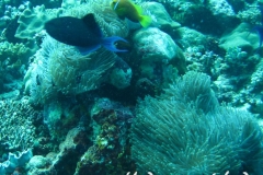 Malediven-Anemonenfisch_adult-Malediven-2013-07