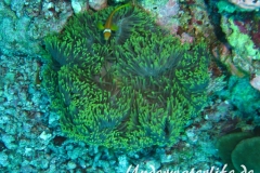 Malediven-Anemonenfisch_adult-Malediven-2013-08
