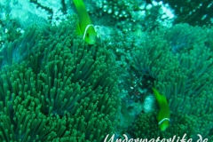 Malediven-Anemonenfisch_adult-Malediven-2013-09