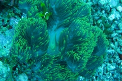 Malediven-Anemonenfisch_adult-Malediven-2013-10