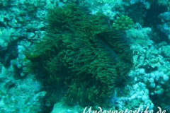 Malediven-Anemonenfisch_adult-Malediven-2013-11