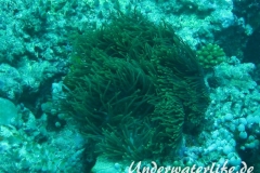 Malediven-Anemonenfisch_adult-Malediven-2013-12