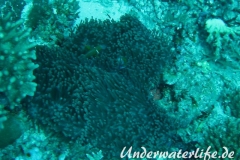 Malediven-Anemonenfisch_adult-Malediven-2013-13