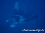 Mantarochen (Manta birostris)