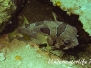 Masken-Igelfisch (Diodon liturosus) Indopazifik