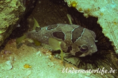 Masken-Igelfisch_adult-Thailand-2017-001