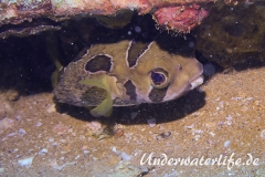 Masken-Igelfisch_adult-Thailand-2017-002