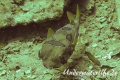 Masken-Igelfisch_adult-Thailand-2017-003