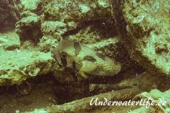 Masken-Igelfisch_adult-Thailand-2017-004