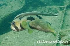 Masken-Igelfisch_adult-Thailand-2017-006