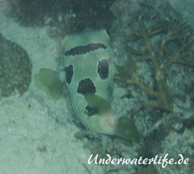 Masken-Igelfisch_adult-Malediven-2013-01