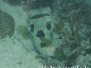 Masken-Igelfisch (Diodon liturosus) Indik