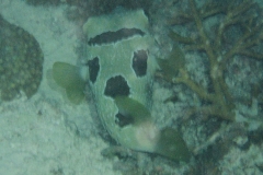 Masken-Igelfisch_adult-Malediven-2013-01
