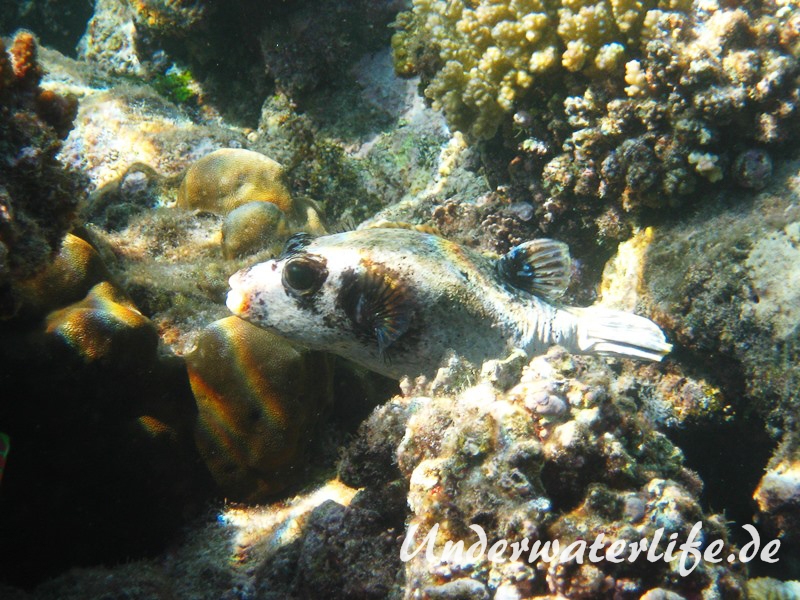 Masken-Kugelfisch_adult-Marsa alam-2012-1