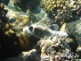 Masken-Kugelfisch (Arothron diadematus)