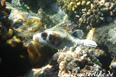 Masken-Kugelfisch_adult-Marsa alam-2012-1
