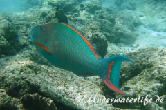 Masken-Papageifisch-Maennchen_adult-Malediven-2013-01