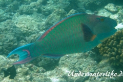 Masken-Papageifisch-Maennchen_adult-Malediven-2013-03