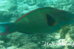Masken-Papageifisch-Maennchen_adult-Malediven-2013-04