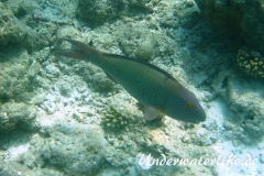 Masken-Papageifisch-Weibchen_adult-Malediven-2013-03