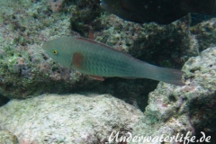 Masken-Papageifisch-Weibchen_subadult-Malediven-2013-01