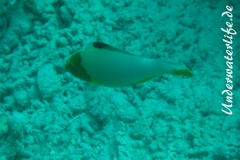 Masken-Papageifisch_juvenil-Malediven-2013-01 (1)
